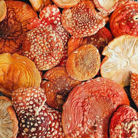 dried amanita